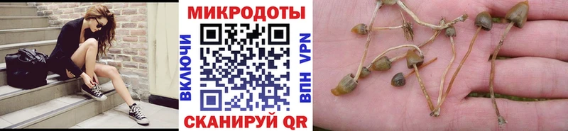 где найти   Волжск  Псилоцибиновые грибы прущие грибы 
